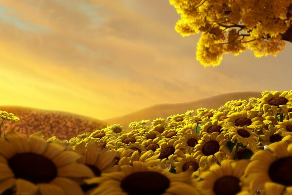 A fascinating image of a field of sunflowers