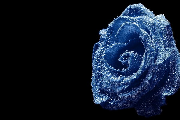 Голубая Роза и капли росы идеальное сочетание
