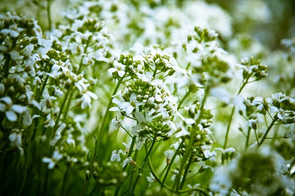 Flores silvestres blancas en la naturaleza