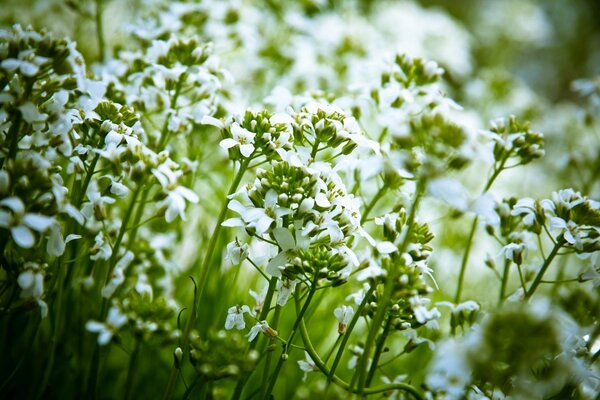Białe polne kwiaty w naturze