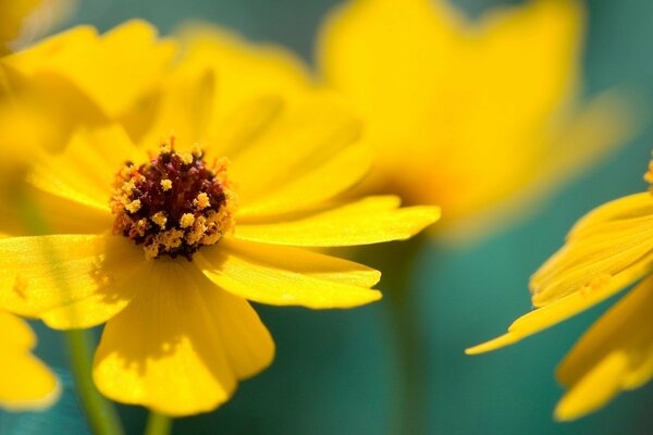 Yellow flowers for spring mood