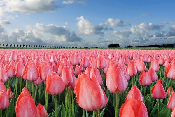 Feld von rosa Tulpen mit blauem Himmel und Wolken