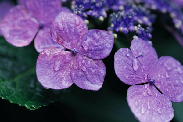 Gouttes de rosée sur quatre feuilles de fleurs