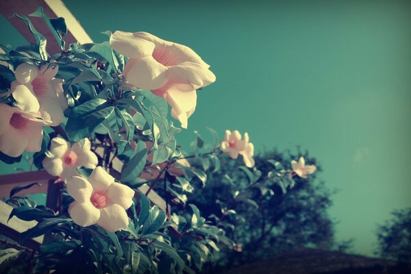 Ramitas Rosadas en verano en la Terraza