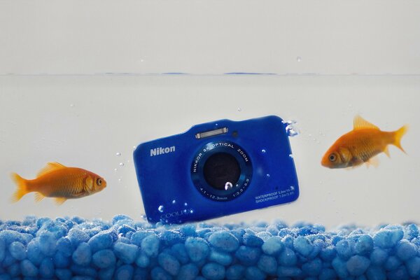 Hermosa combinación de peces en el acuario y la cámara
