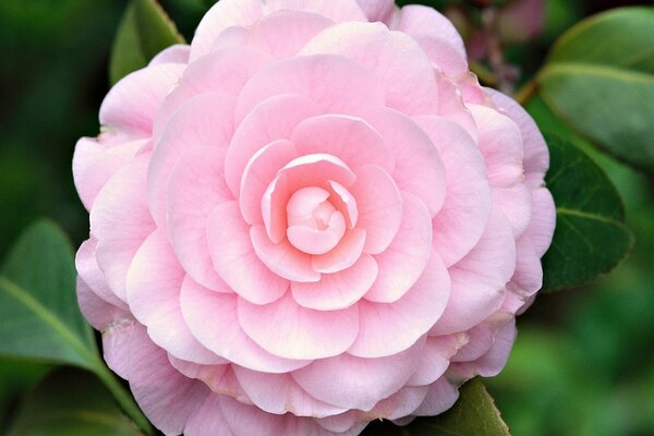 Wilde Rose, Blume Makro, schöne Tapete