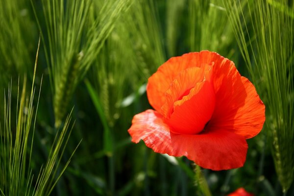 Poppy flower on the background of green spikelets in the field