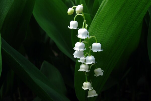 Lilies of the valley - decoration of forests and fields