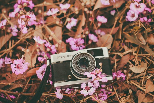 Объектив фотокамеры на розовых цветах