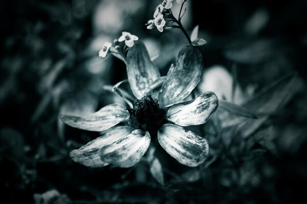 CB nature photo, a sprig of small flowers