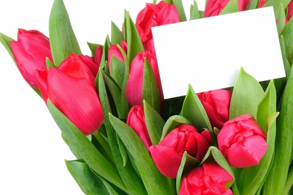 Bouquet de tulipes avec message à l intérieur