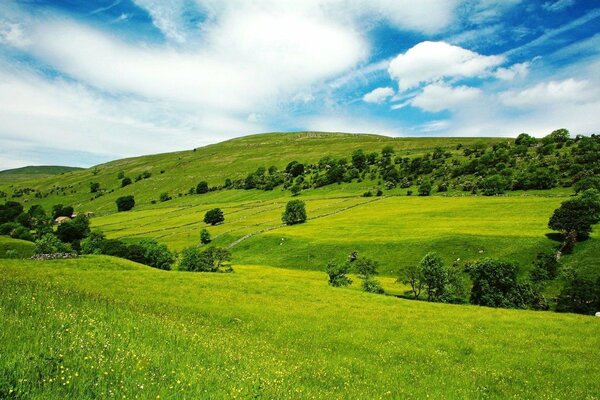 A green field on a sunny day