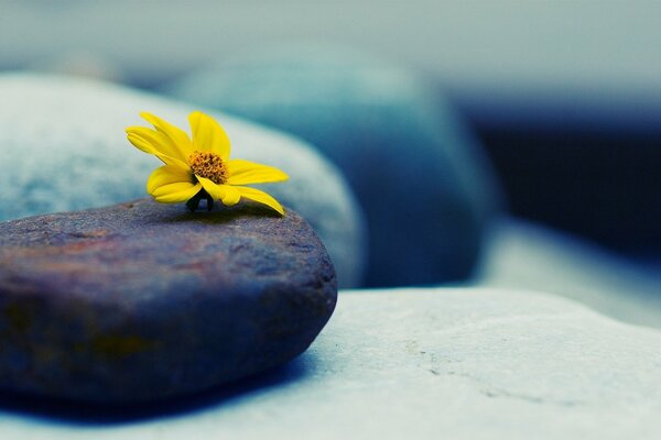 Kleine gelbe Blume auf glattem Stein