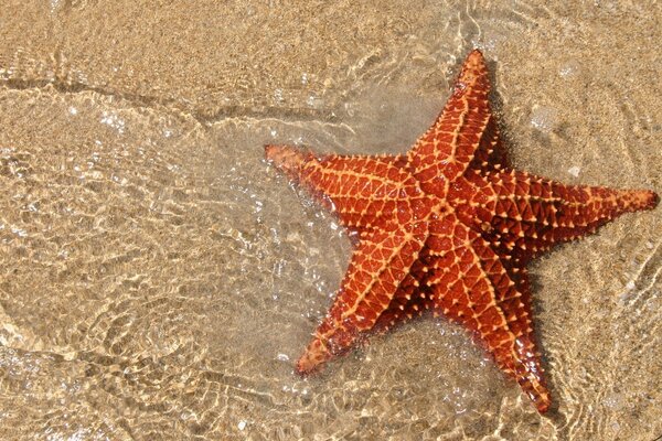 Estrellas de mar en agua clara y en arena