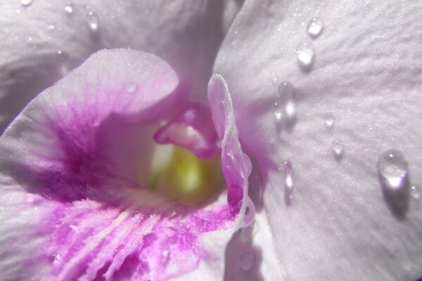 Macro shooting orchid flower