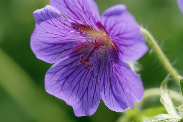 Fluffy flower stem, purple petals