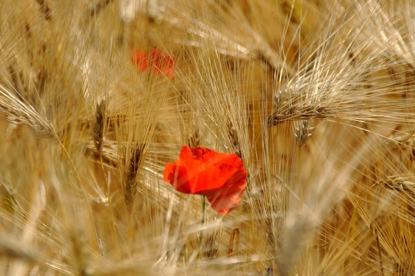 Rote Mohnblumen unter goldenen Ähren