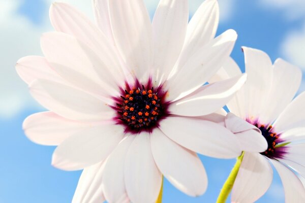 Unusual daisies against the sky