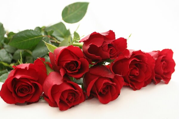 Bukiet róż z igłami kwiaty miłości