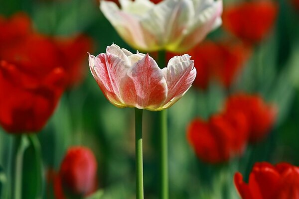 Colori della natura in tulipani delicati