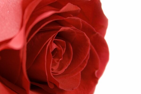 Лепестки розы красной, макро изображение