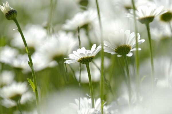Field of flowers, white petals of chamomile