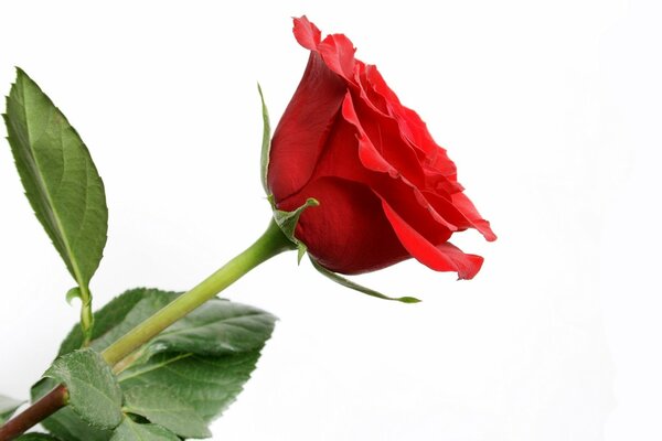 Red Rose on a white background