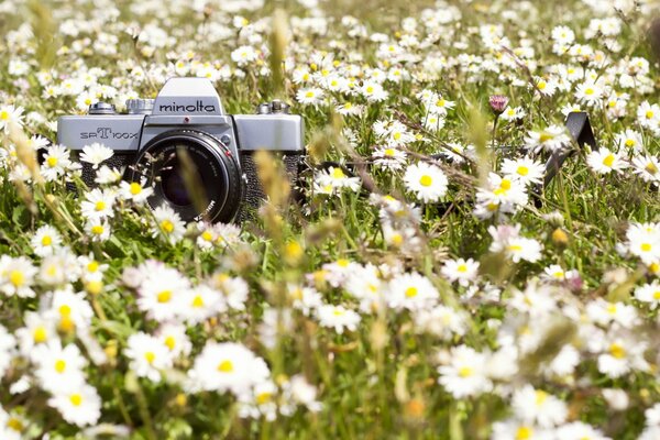 L appareil photo se trouve dans les marguerites belle photo