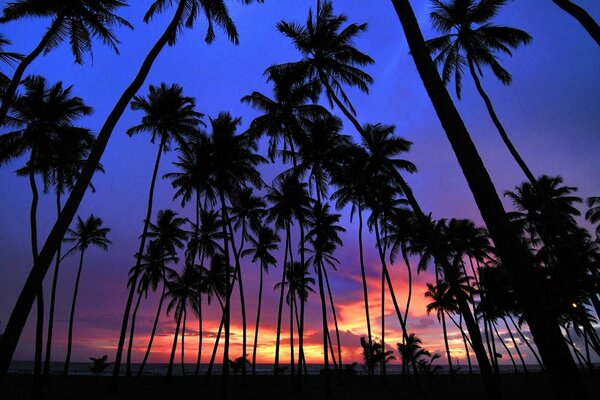 Coucher de soleil coloré dans les pays tropicaux