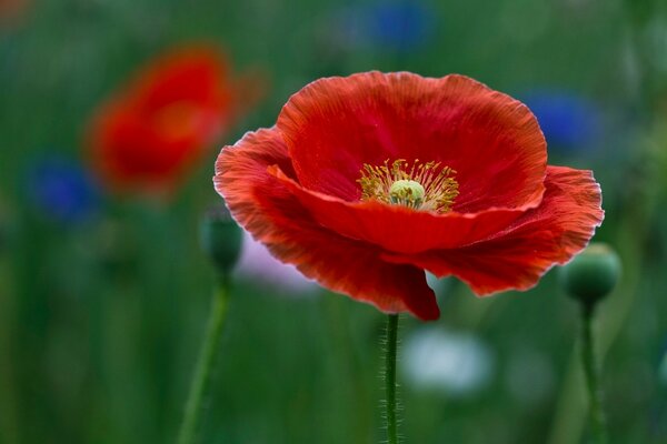 Field poppies on the background of the field macro-shooting