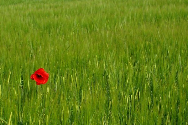 A lonely red flower in the field