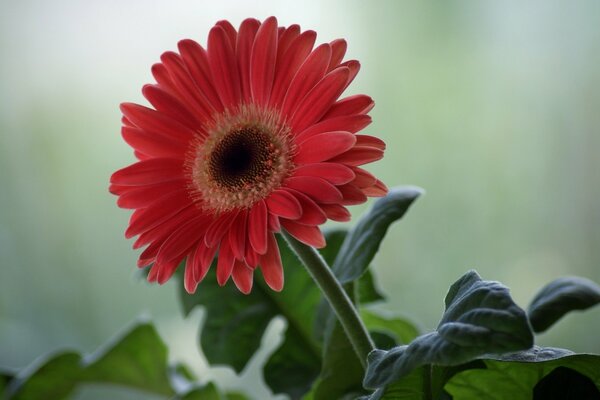 Gerbera marrone con centro chiaro