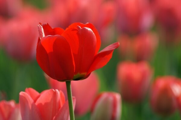 Tulpenfeld, schöne Tulpen, Blumen auf Tapete