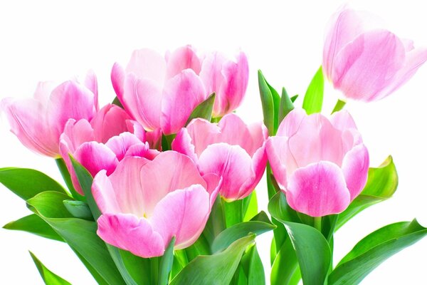 Spring feminine bouquet of tulips