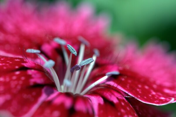 Macro, fiori da vicino, bellissimi fiori