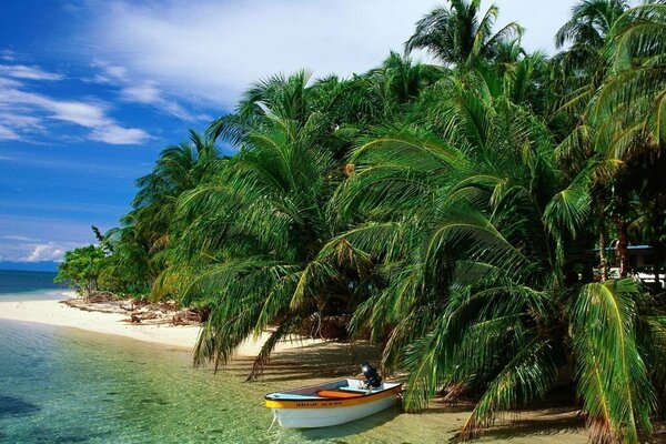 Boot unter langen Zweigen von Palmen
