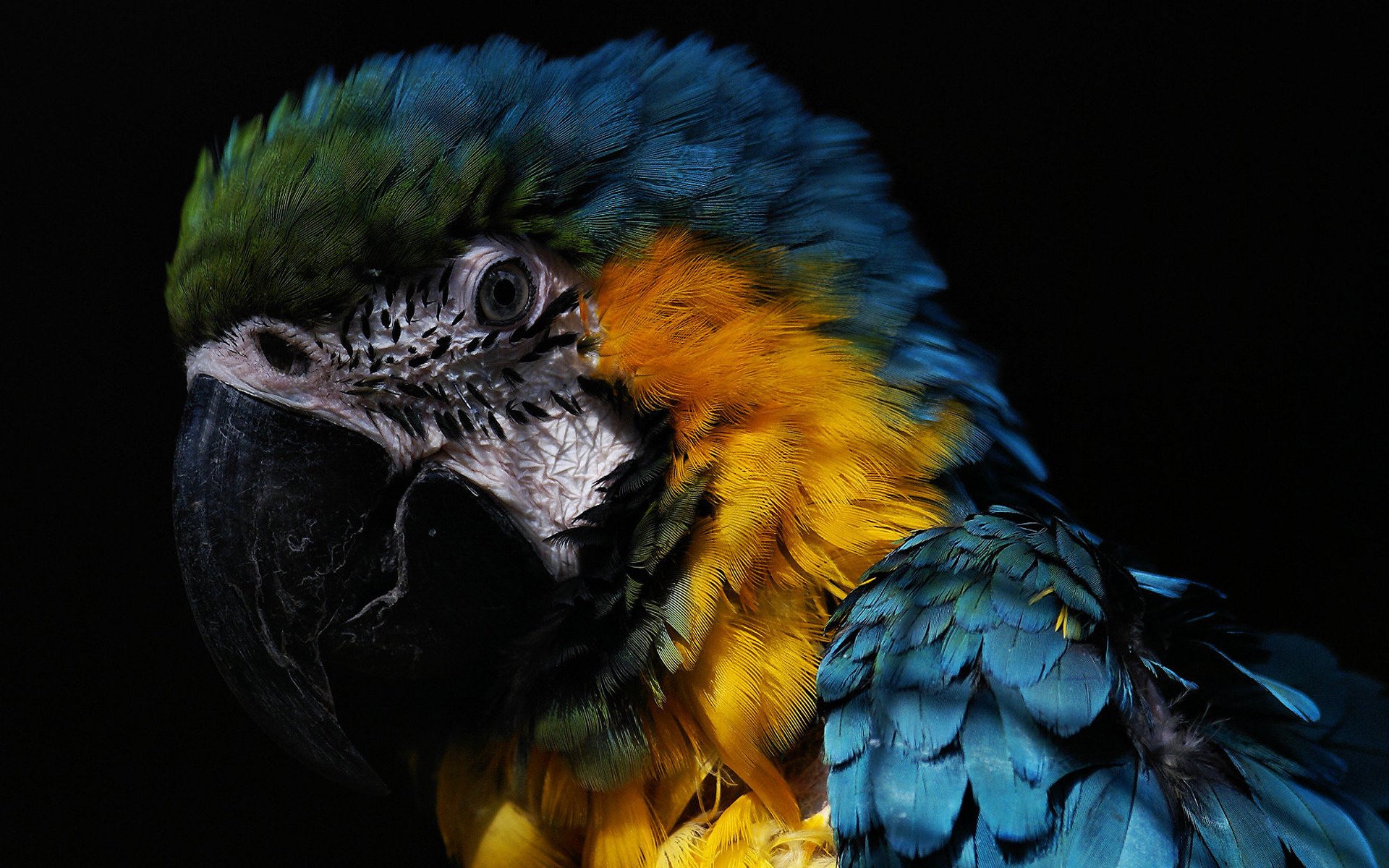 loro pico plumas de colores aves fondo negro foto mirada plumas guacamayo