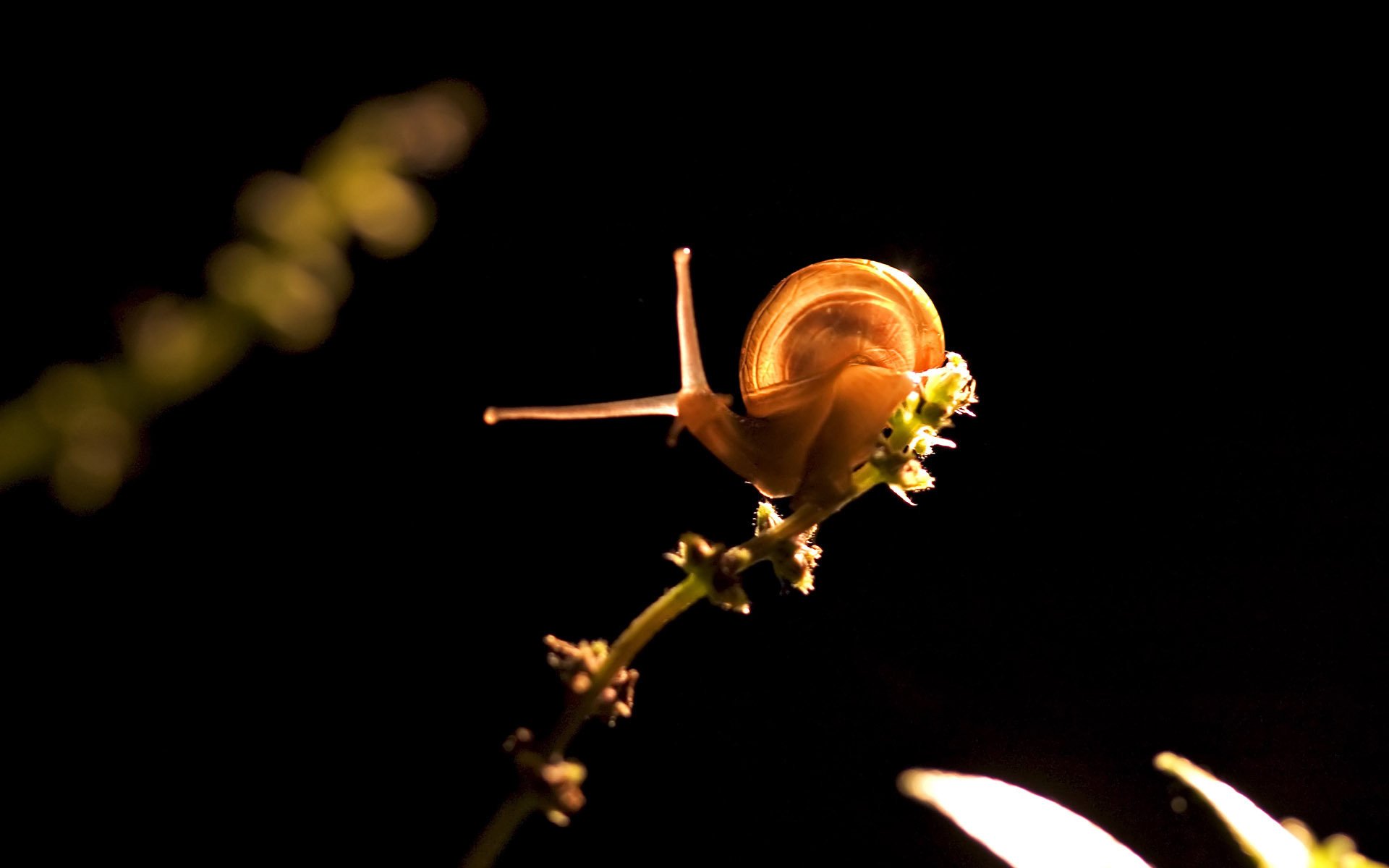 long horns snail sprig black background