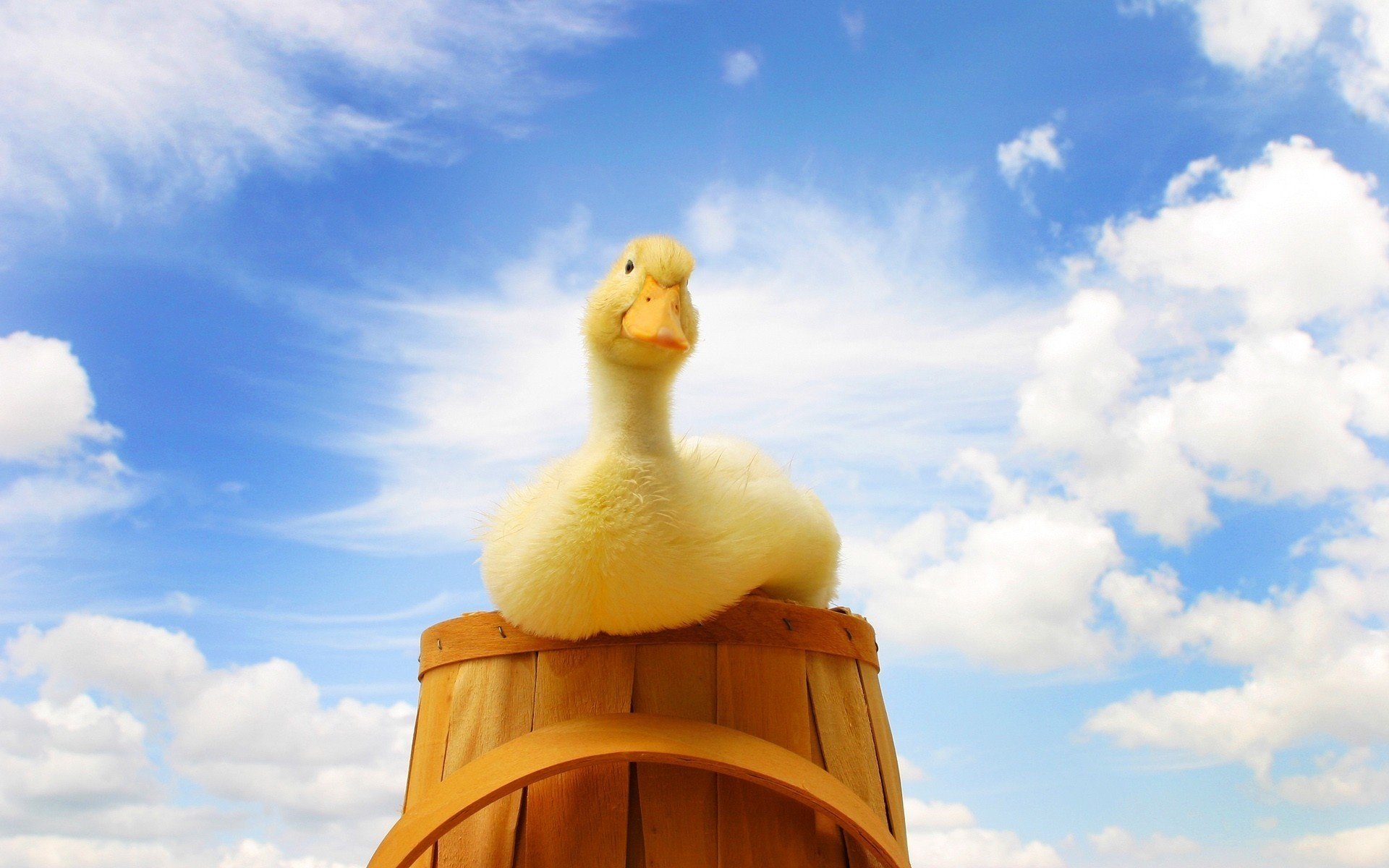 duck basket sky yellow birds feathered