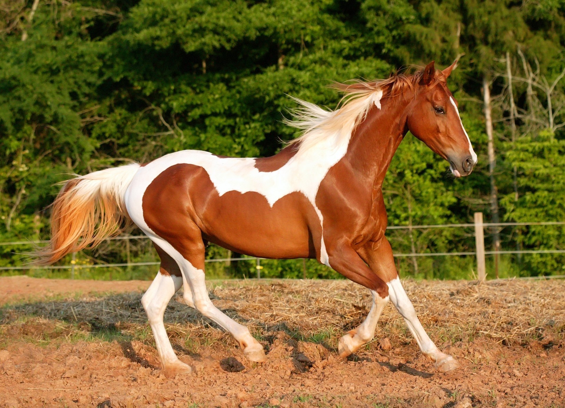 manchas marrones blancas caballo naturaleza ungulados fuerza movimiento tierra carreras de caballos bosque árboles