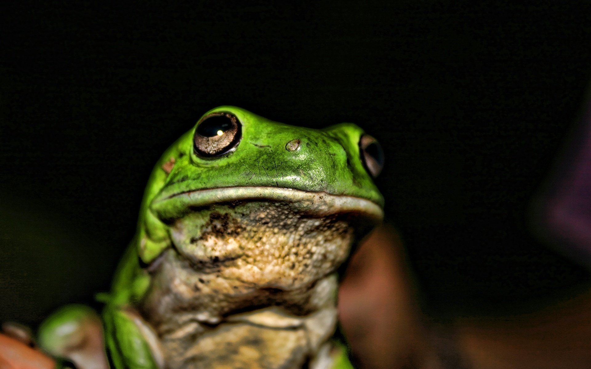 frog green eyes amphibians black background look macro