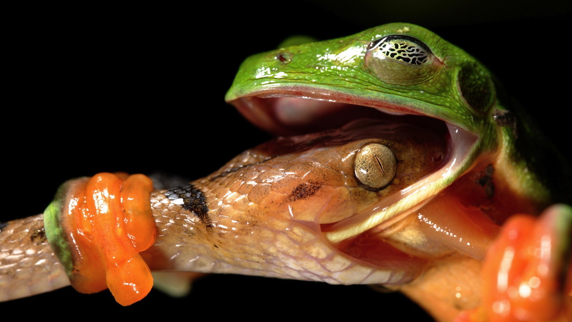 mig grenouille serpent gros plan mouvement yeux fond sombre patte ruse agilité