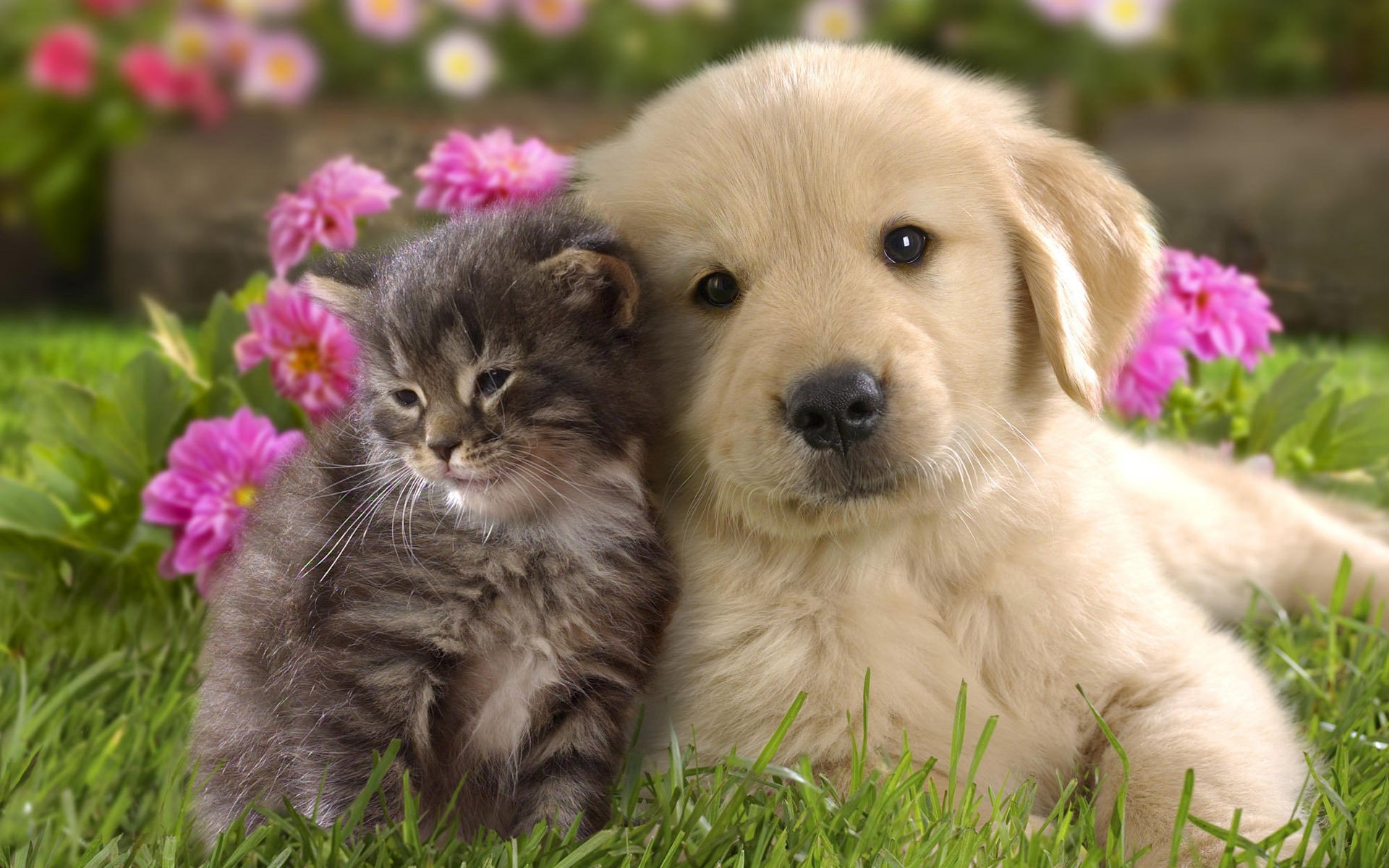 blonde puppy polosatenkie kitten lovely creation friendship look