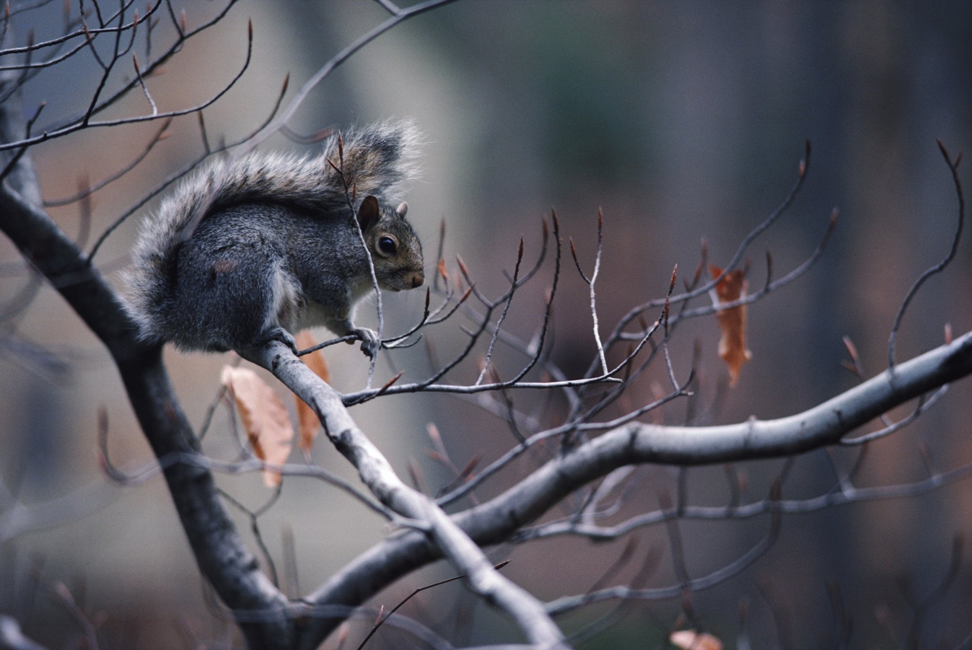 zweige des baumes grauer pelzmantel eichhörnchen herbst