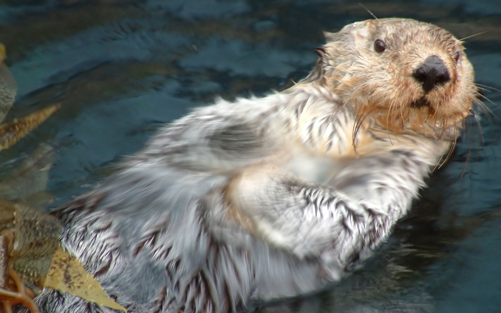 water resident harek fluffy wet surprised look autumn water kalan