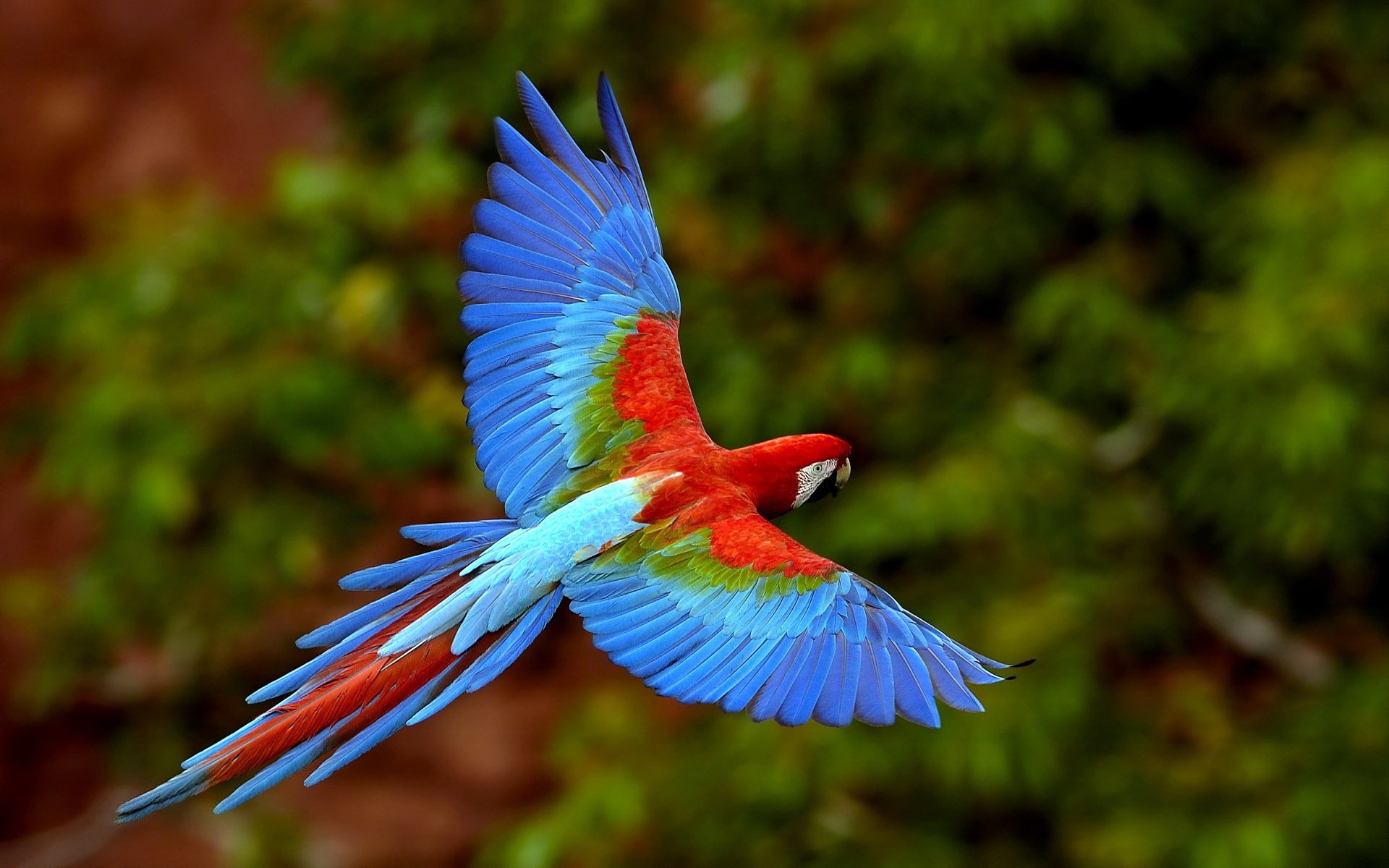 parrot blue feathers flight freedom birds feathered