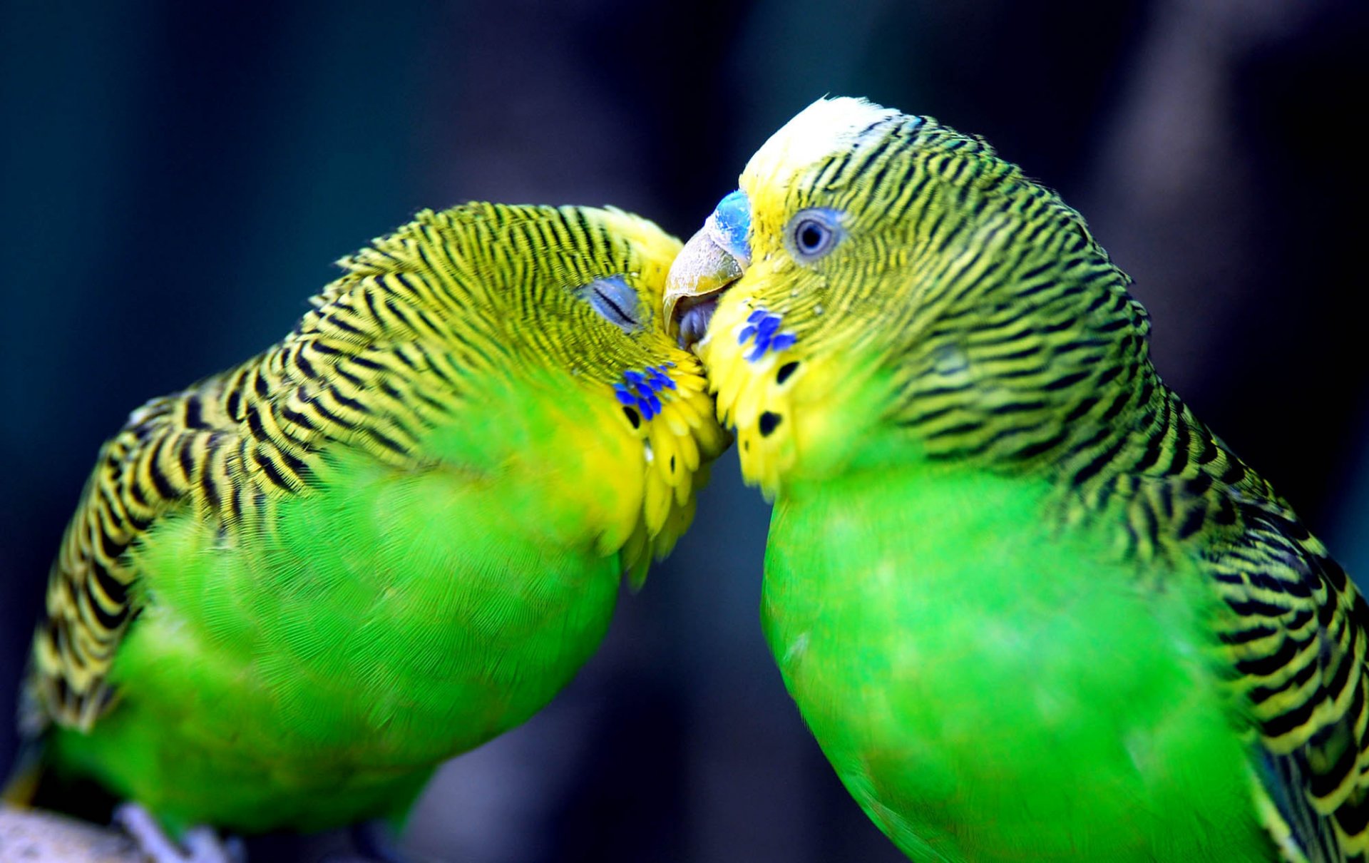 streifen hellgrün blaue augen papageien liebe tiere vogel gefiedert kuss