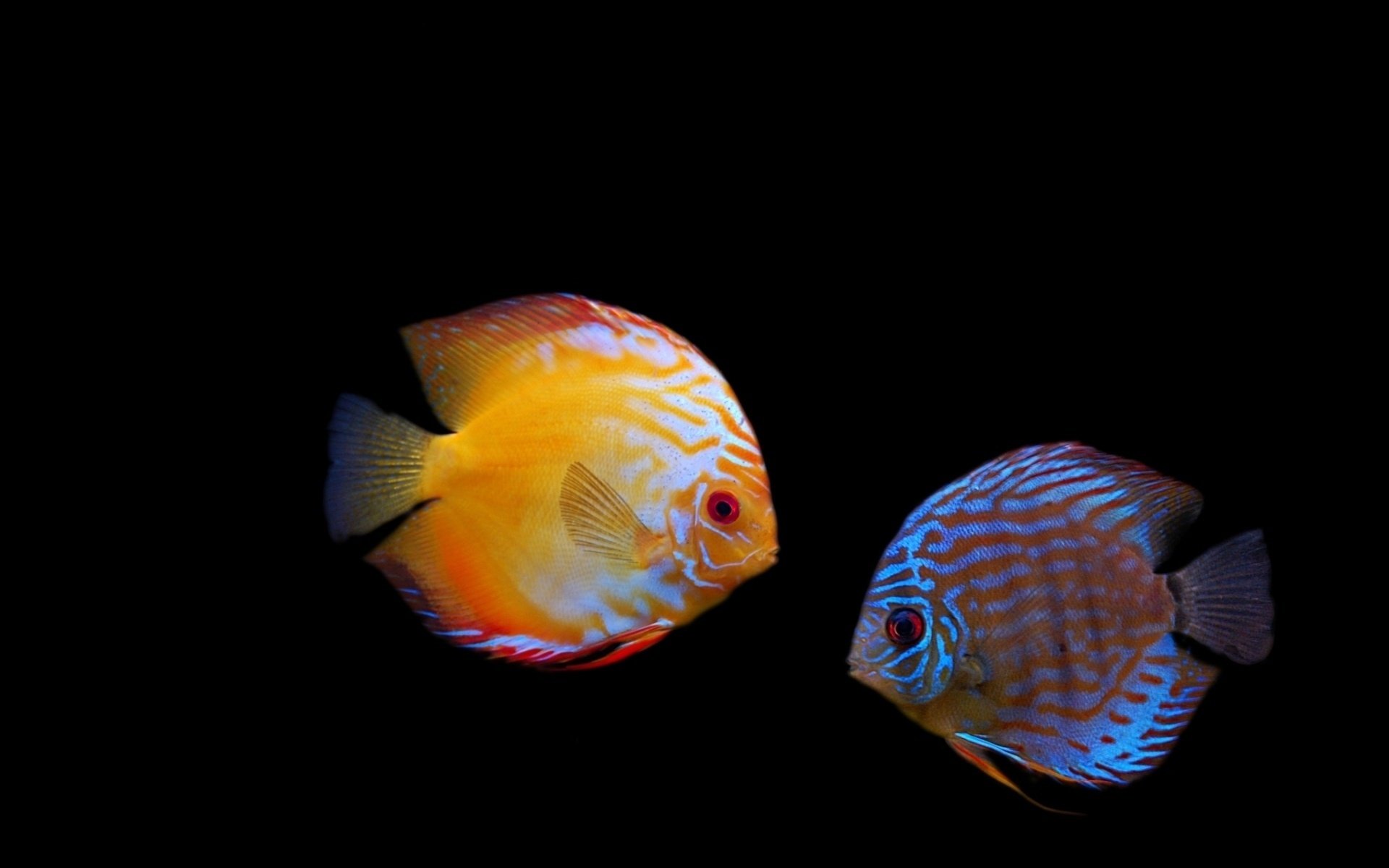 discus pesci arco oscurità colori uccelli acquatici mondo sottomarino