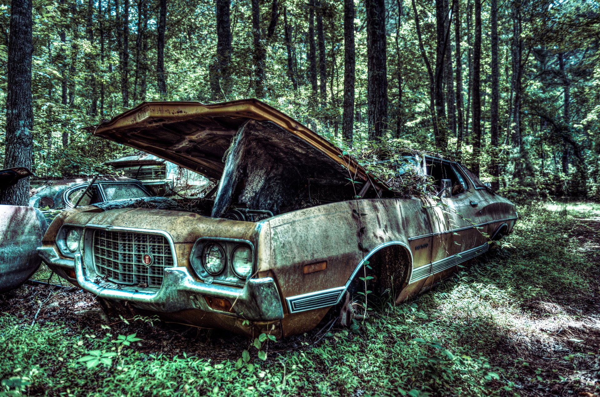 ford gran torino velocità 1972 vecchia auto albero foresta auto gran torino auto vecchio georgia usa