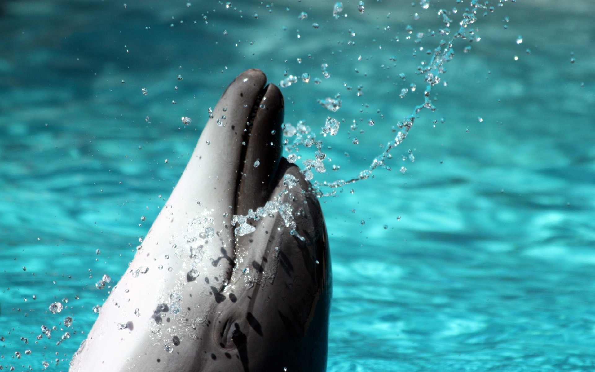 dolphin water splashes blue water waterfowl underwater world